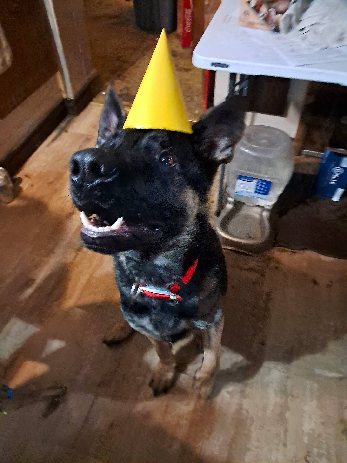 Magnus is registered to the contest to win money with this photo: animal, canine, cap, clothing, cone, dog, germanshepherd, hardwood, hat, hound, labradorretriever, partyhat, pet, plywood, puppy, wood