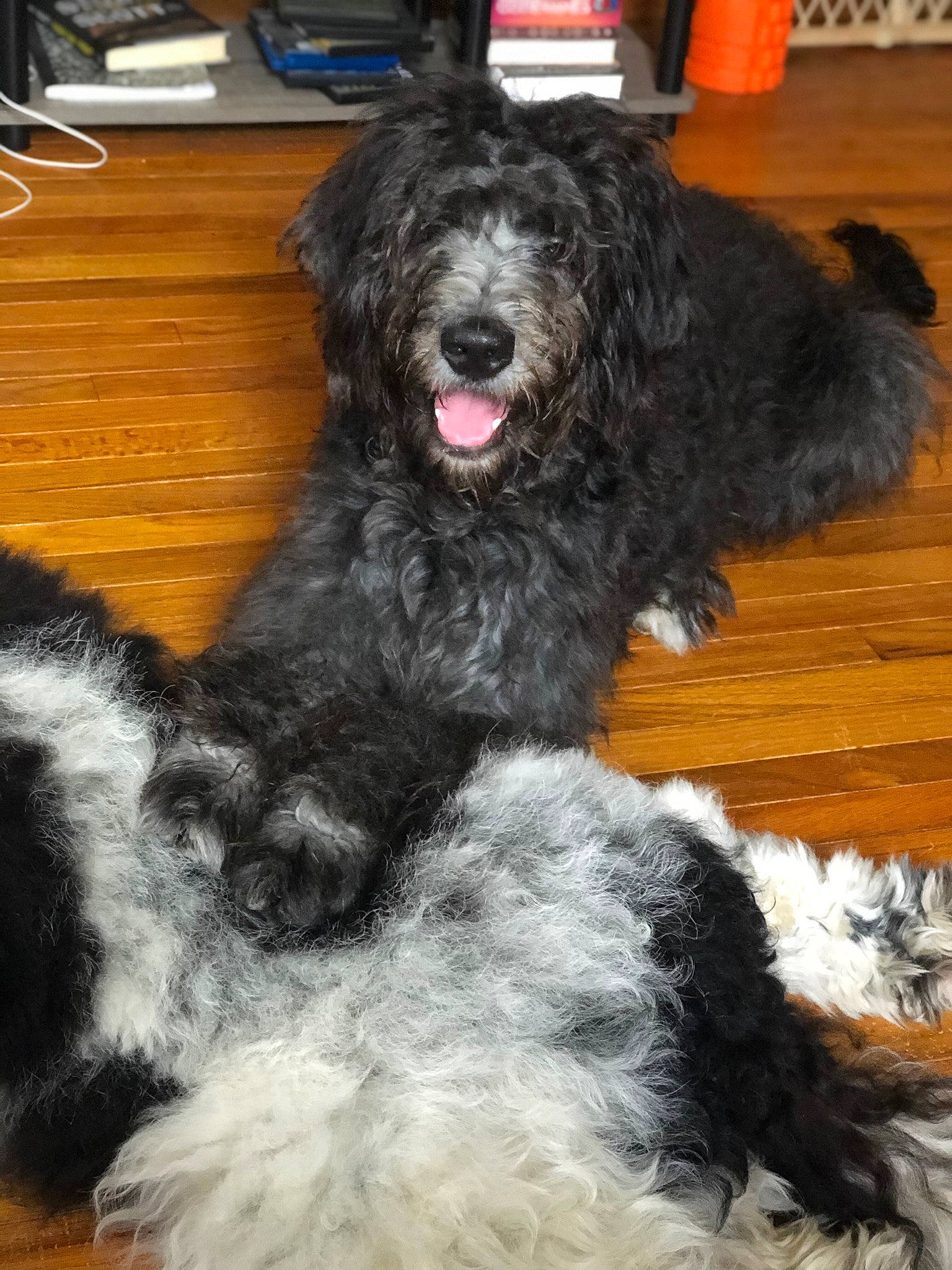 Millie joined the competition — help win amazing prizes! black_russian_terrier, canidae, cao_da_serra_de_aires, carnivore, companion_dog, dog, dog_breed, goldendoodle, labradoodle, mammal, non_sporting_group, poodle, poodle_crossbreed, portuguese_water_dog, rare_breed_dog, sporting_group, standard_poodle, terrier, tibetan_terrier, vertebrate