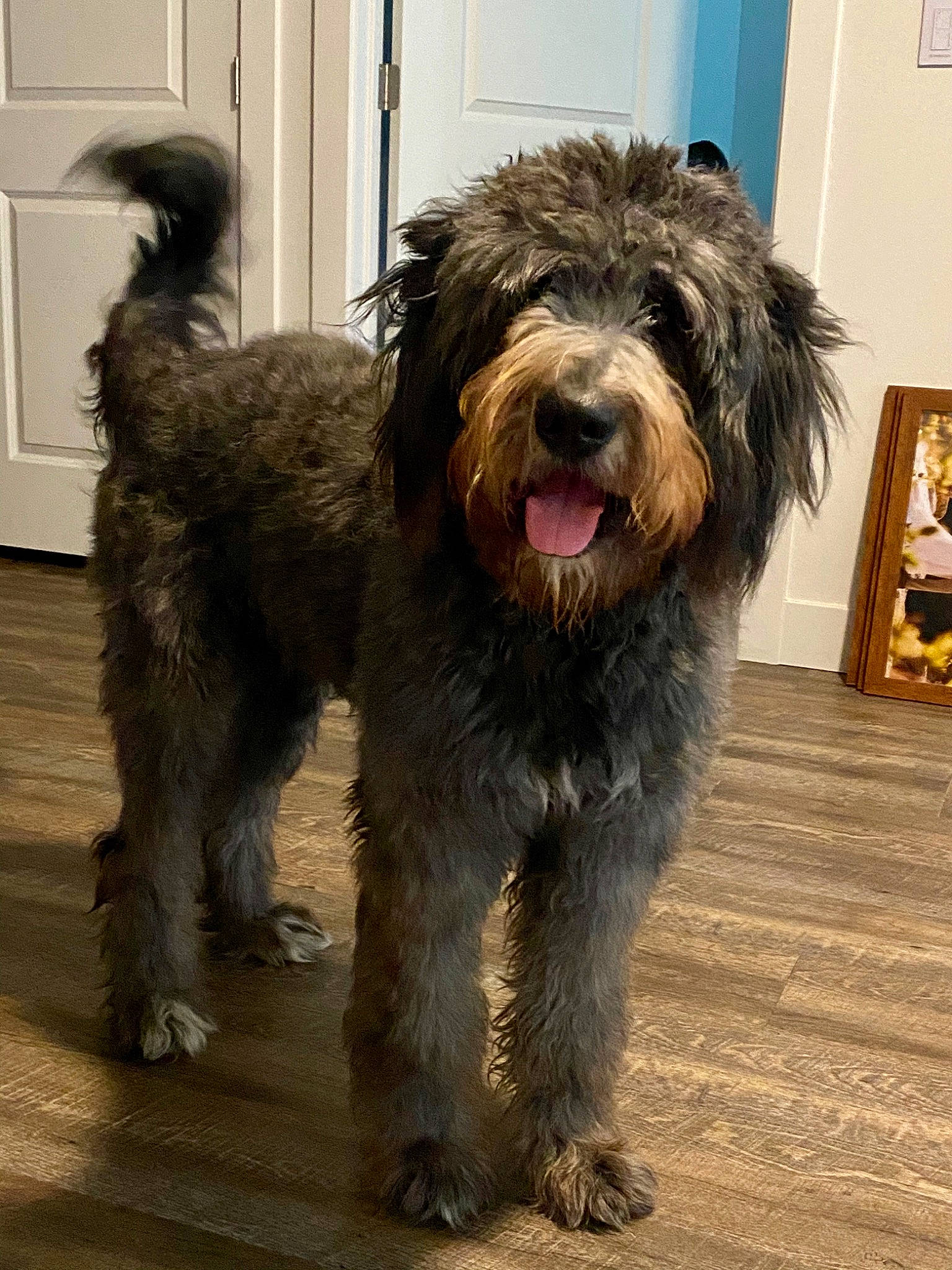 Millie is registered to the contest to win money with this photo: canidae, cao_da_serra_de_aires, carnivore, catalan_sheepdog, companion_dog, dog, dog_breed, glen_of_imaal_terrier, irish_soft_coated_wheaten_terrier, mammal, miniature_schnauzer, rare_breed_dog, sapsali, schnoodle, small_terrier, sporting_group, sporting_lucas_terrier, terrier, tibetan_terrier, vertebrate