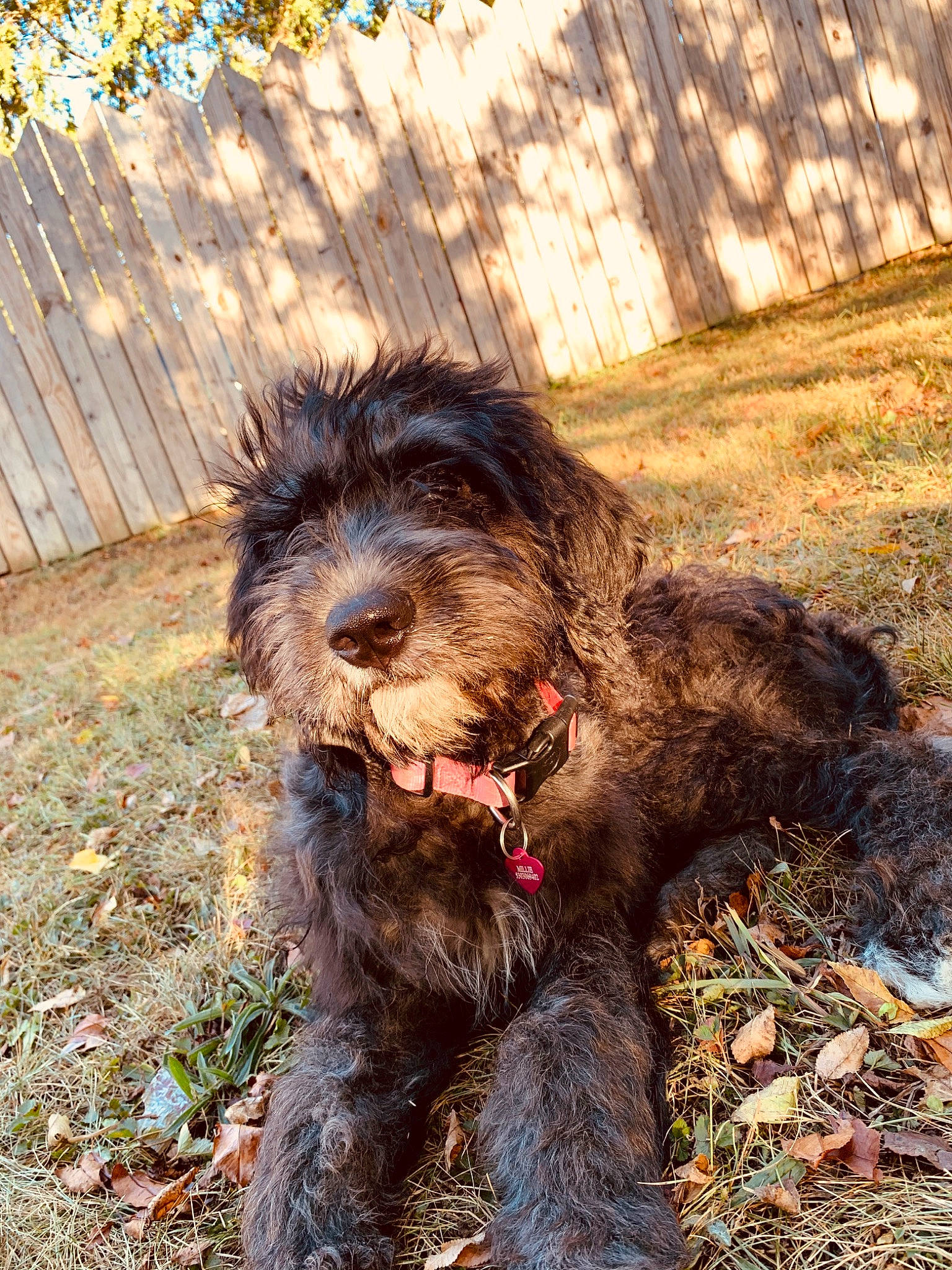 Millie is registered to the contest to win money with this photo: bosnian_coarse_haired_hound, canidae, cao_da_serra_de_aires, carnivore, catalan_sheepdog, cockapoo, dog, dog_breed, hunting_dog, mammal, rare_breed_dog, sapsali, schnoodle, sporting_group, stichelhaar, terrier, vertebrate, wirehaired_pointing_griffon