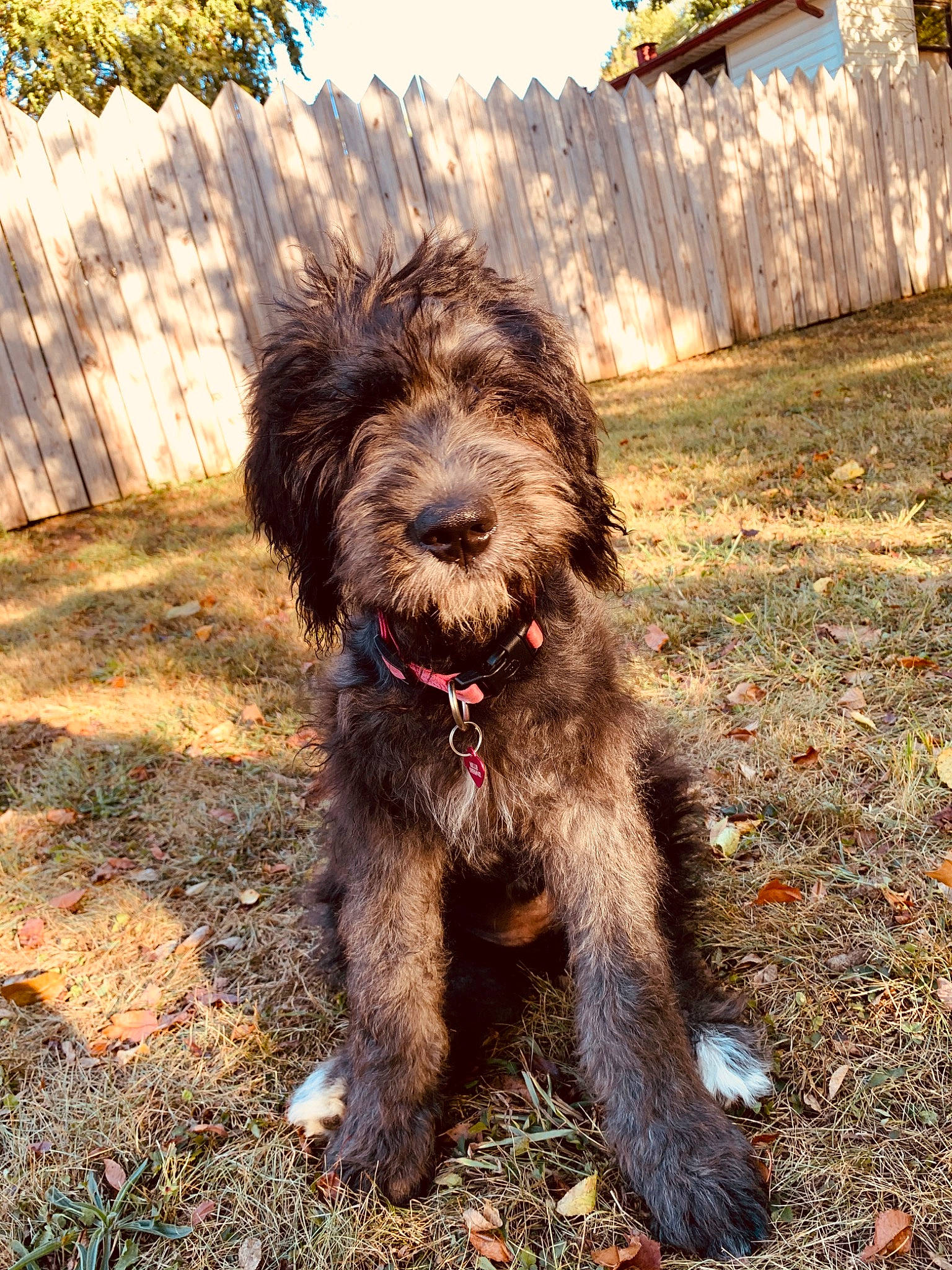 Millie is registered to the contest to win money with this photo: bosnian_coarse_haired_hound, briquet_griffon_vendeen, canidae, carnivore, catalan_sheepdog, cockapoo, companion_dog, dog, dog_breed, labradoodle, mammal, poodle_crossbreed, rare_breed_dog, sapsali, schnoodle, snout, sporting_group, terrier, vertebrate, wirehaired_pointing_griffon