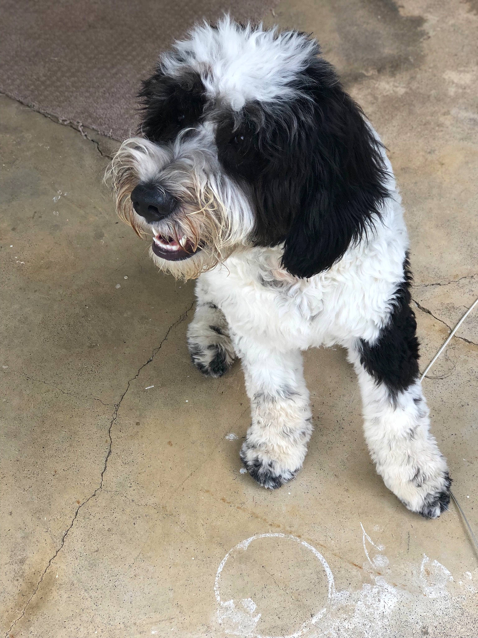 Trey Dogz joined the competition — help win amazing prizes! briquet_griffon_vendeen, canidae, carnivore, cockapoo, companion_dog, dog, dog_breed, kyi_leo, mammal, non_sporting_group, petit_basset_griffon_vendeen, polish_lowland_sheepdog, puppy, rare_breed_dog, schapendoes, spanish_water_dog, sporting_group, terrier, tibetan_terrier, vertebrate