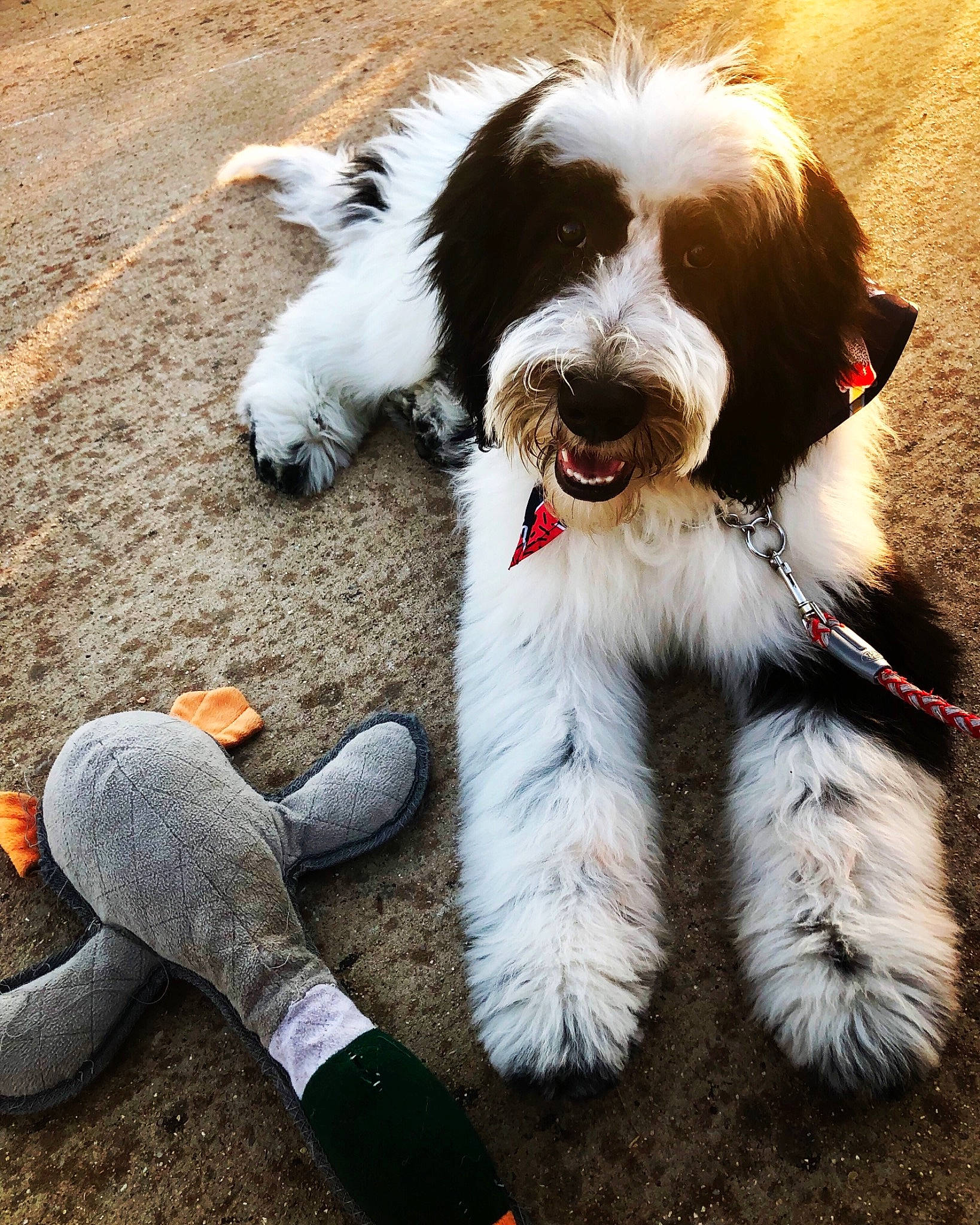 Trey Dogz is registered to the contest to win money with this photo: briquet_griffon_vendeen, canidae, carnivore, companion_dog, dog, dog_breed, fur, labradoodle, mammal, paw, petit_basset_griffon_vendeen, puppy, rare_breed_dog, snout, sporting_group, tail, vertebrate