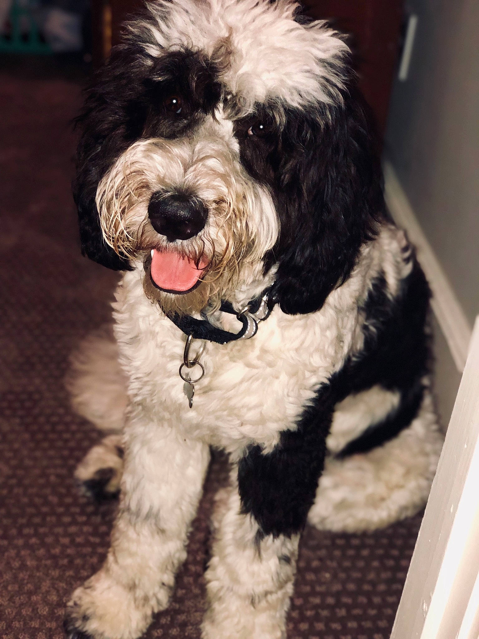 Trey is registered to the contest to win money with this photo: canidae, carnivore, cavapoo, cockapoo, companion_dog, dog, dog_breed, maltepoo, mammal, miniature_poodle, poodle, portuguese_water_dog, rare_breed_dog, schnoodle, spanish_water_dog, sporting_group, terrier, tibetan_terrier, toy_poodle, vertebrate