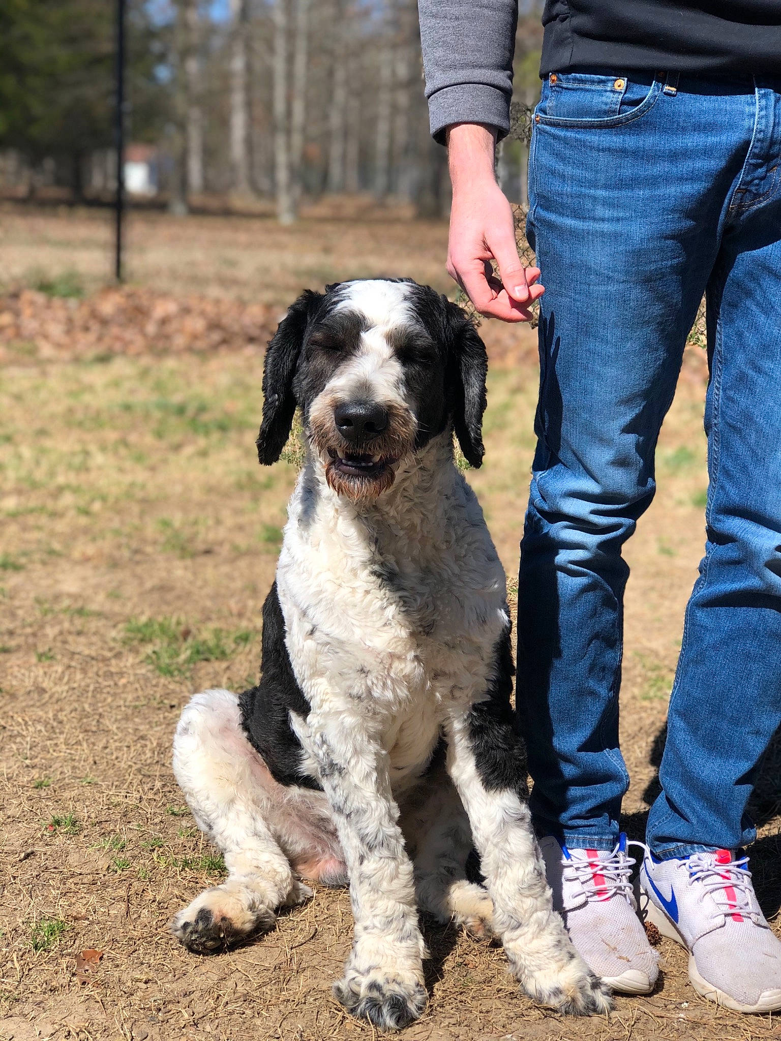 Trey joined the competition — help win amazing prizes! canidae, carnivore, companion_dog, dog, dog_breed, drentse_patrijshond, english_springer_spaniel, hunting_dog, mammal, pointing_breed, rare_breed_dog, retriever, spaniel, sporting_group, vertebrate, wetterhoun