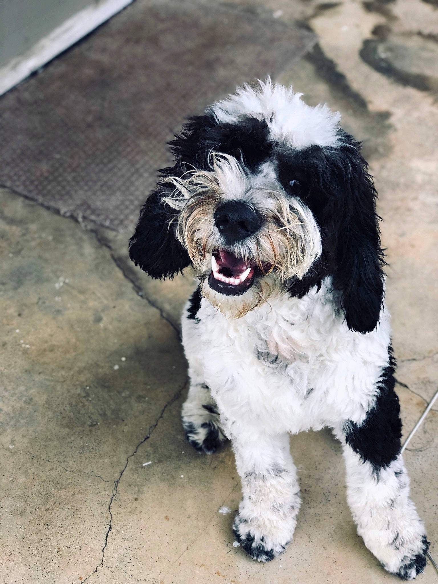 Trey joined the competition — help win amazing prizes! briquet_griffon_vendeen, canidae, carnivore, cavapoo, cockapoo, companion_dog, dog, dog_breed, kyi_leo, maltepoo, mammal, miniature_poodle, petit_basset_griffon_vendeen, polish_lowland_sheepdog, puppy, rare_breed_dog, sporting_group, tibetan_terrier, toy_poodle, vertebrate