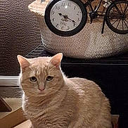 Malou a rejoint le concours — aidez-le/la à gagner de superbes lots ! cat, beige_cat, box, shoebox, indoor, furniture, plant, basket, clock, decor, curious, pet, animal, fur, whiskers, ears, sitting, floor, home, cozy