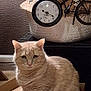 cat, beige_cat, box, shoebox, indoor, furniture, plant, basket, clock, decor, curious, pet, animal, fur, whiskers, ears, sitting, floor, home, cozy