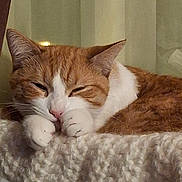 Titou a rejoint le concours — aidez-le/la à gagner de superbes lots ! cat, orange_cat, white_cat, sleeping, resting, knitted_blanket, cozy, indoor, pet, feline, cute, paws, fur, closeup, relaxed, domestic_animal, whiskers, nap, soft_texture, warm