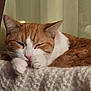 cat, closeup, cozy, cute, domestic_animal, feline, fur, indoor, knitted_blanket, nap, orange_cat, paws, pet, relaxed, resting, sleeping, soft_texture, warm, whiskers, white_cat