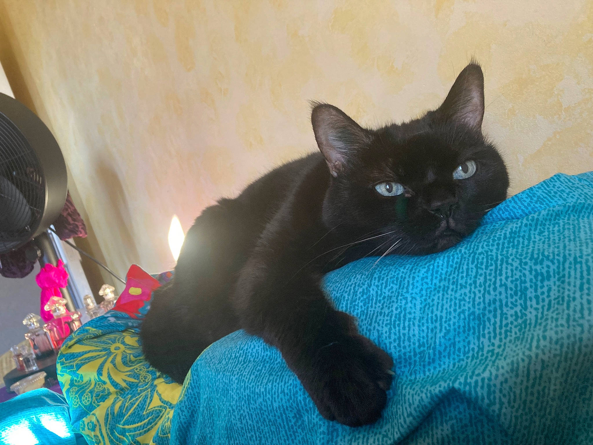 Kia participe au concours pour gagner de l'argent avec cette photo : black_cat, bombay, carnivore, cat, claw, comfort, domestic_short_haired_cat, electric_blue, felidae, fur, havana_brown, mechanical_fan, paw, small_to_medium_sized_cats, snout, tail, whiskers