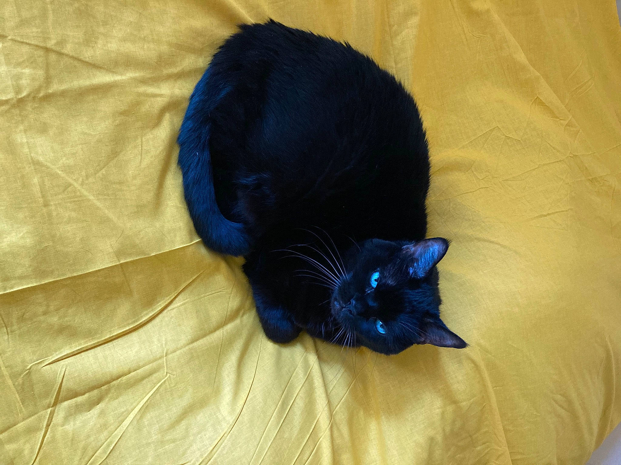 Kia participe au concours pour gagner de l'argent avec cette photo : black_cat, bombay, canidae, carnivore, cat, cat_supply, claw, comfort, dog_breed, domestic_short_haired_cat, electric_blue, felidae, fur, grey, linens, nap, paw, small_to_medium_sized_cats, tail, whiskers