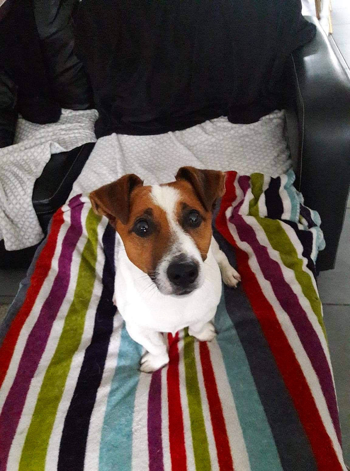 Hagrid a rejoint le concours — aidez-le/la à gagner de superbes lots ! brazilian_terrier, canidae, carnivore, companion_dog, danish_swedish_farmdog, dog, dog_breed, fox_terrier, irishjacks, jack_russell_terrier, mammal, parson_russell_terrier, rat_terrier, russell_terrier, smooth_fox_terrier, sporting_group, teddy_roosevelt_terrier, tenterfield_terrier, terrier, vertebrate