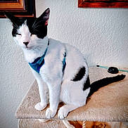 Kristoff is registered to the contest to win money with this photo: cat, black_and_white_cat, pet, indoor, harness, sitting, cat_tree, tail, paws, whiskers, fur, portrait, relaxed, wall, framed_picture, toy, closeup, domestic, feline, household