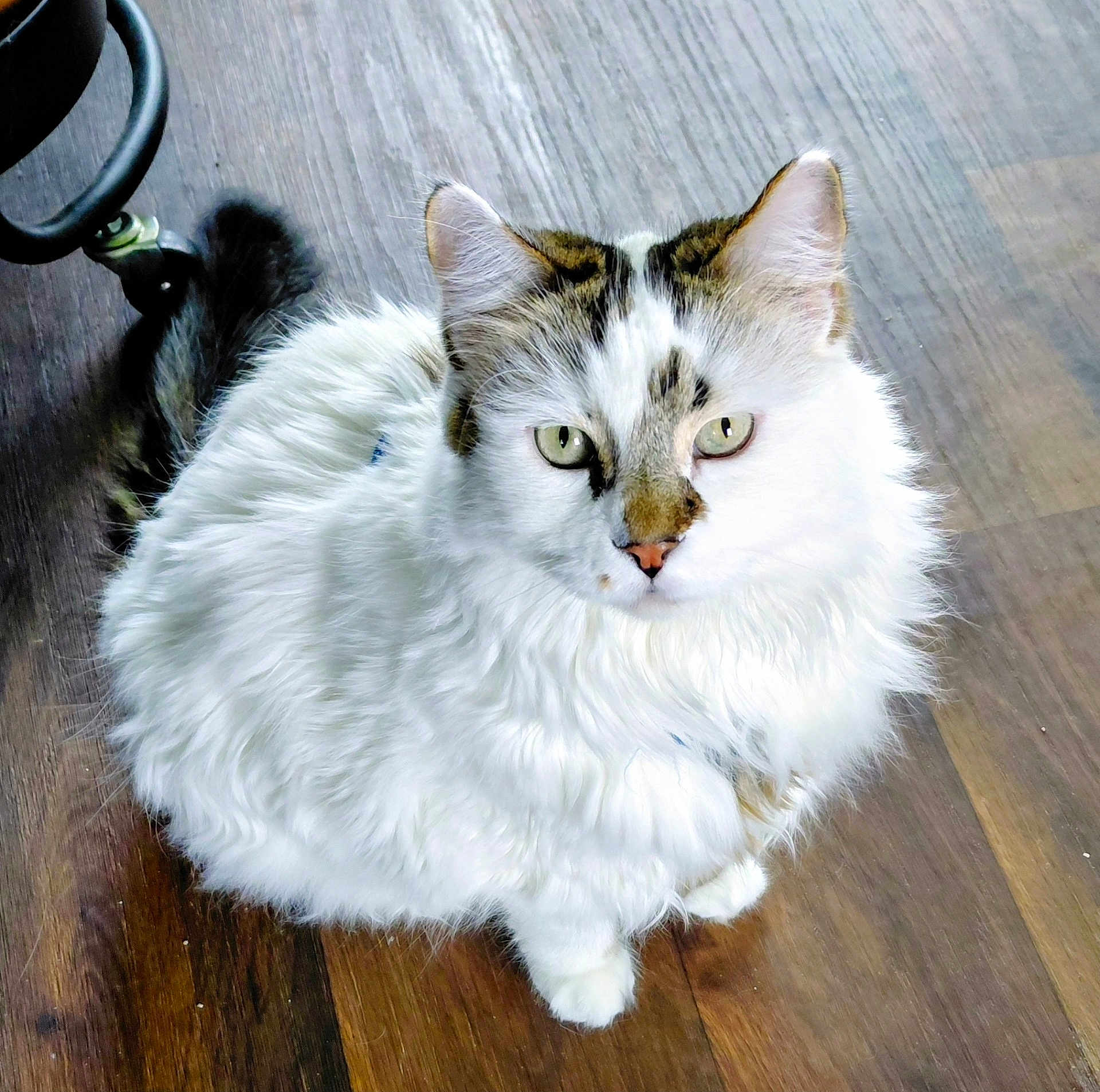 Hulk is registered to the contest to win money with this photo: cat, fluffy, white, brown_markings, black_markings, green_eyes, sitting, wooden_floor, pet, animal, indoor, feline, curious, closeup, domestic_cat, whiskers, ears, tail, fur, portrait