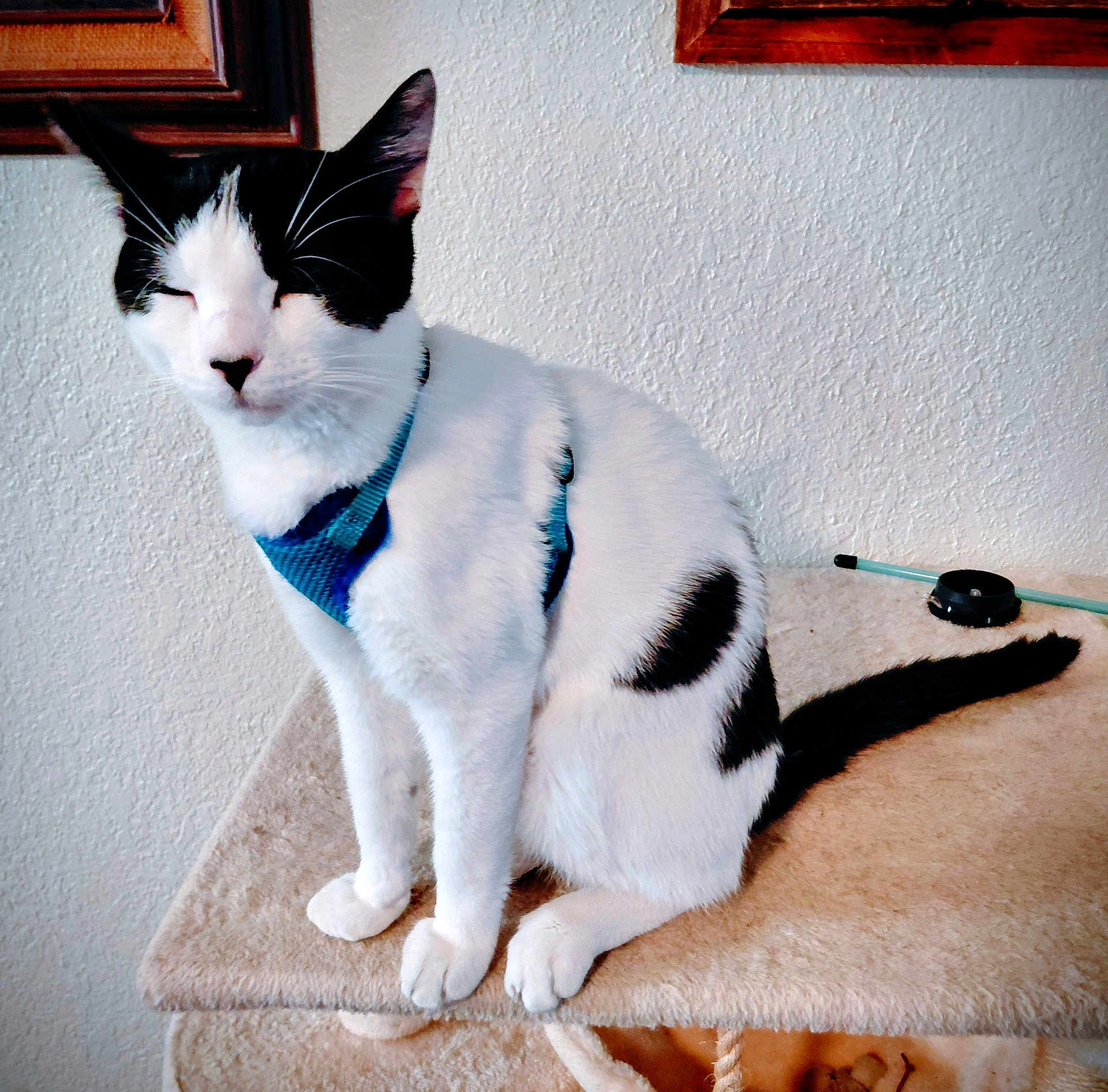 Kristoff is registered to the contest to win money with this photo: cat, black_and_white_cat, pet, indoor, harness, sitting, cat_tree, tail, paws, whiskers, fur, portrait, relaxed, wall, framed_picture, toy, closeup, domestic, feline, household
