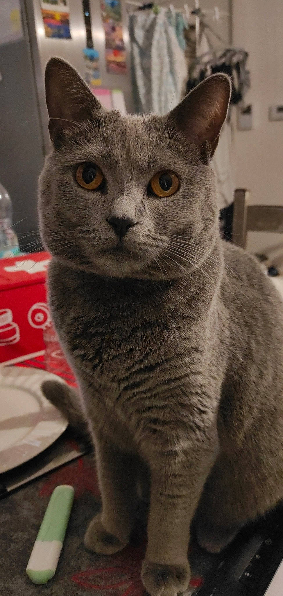 Sara participe au concours pour gagner de l'argent avec cette photo : carnivore, cat, cat_supply, cutlery, domestic_short_haired_cat, felidae, fur, grey, kitchen_utensil, plate, platter, russian_blue, serveware, small_to_medium_sized_cats, snout, tableware, terrestrial_animal, water_bottle, whiskers, window