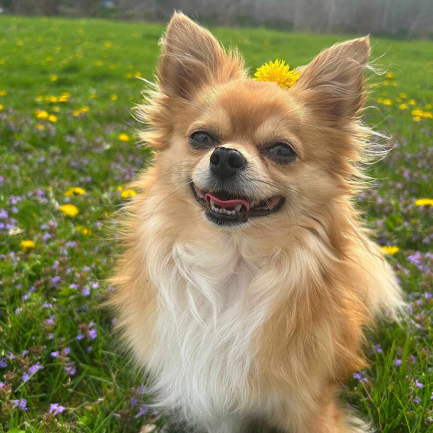 Bear joined the competition — help win amazing prizes! animal, canine, closeup, cute, dandelion, dog, field, flower, fluffy, fur, grass, greenery, happy, nature, outdoor, pet, portrait, smiling, spring, sunlight