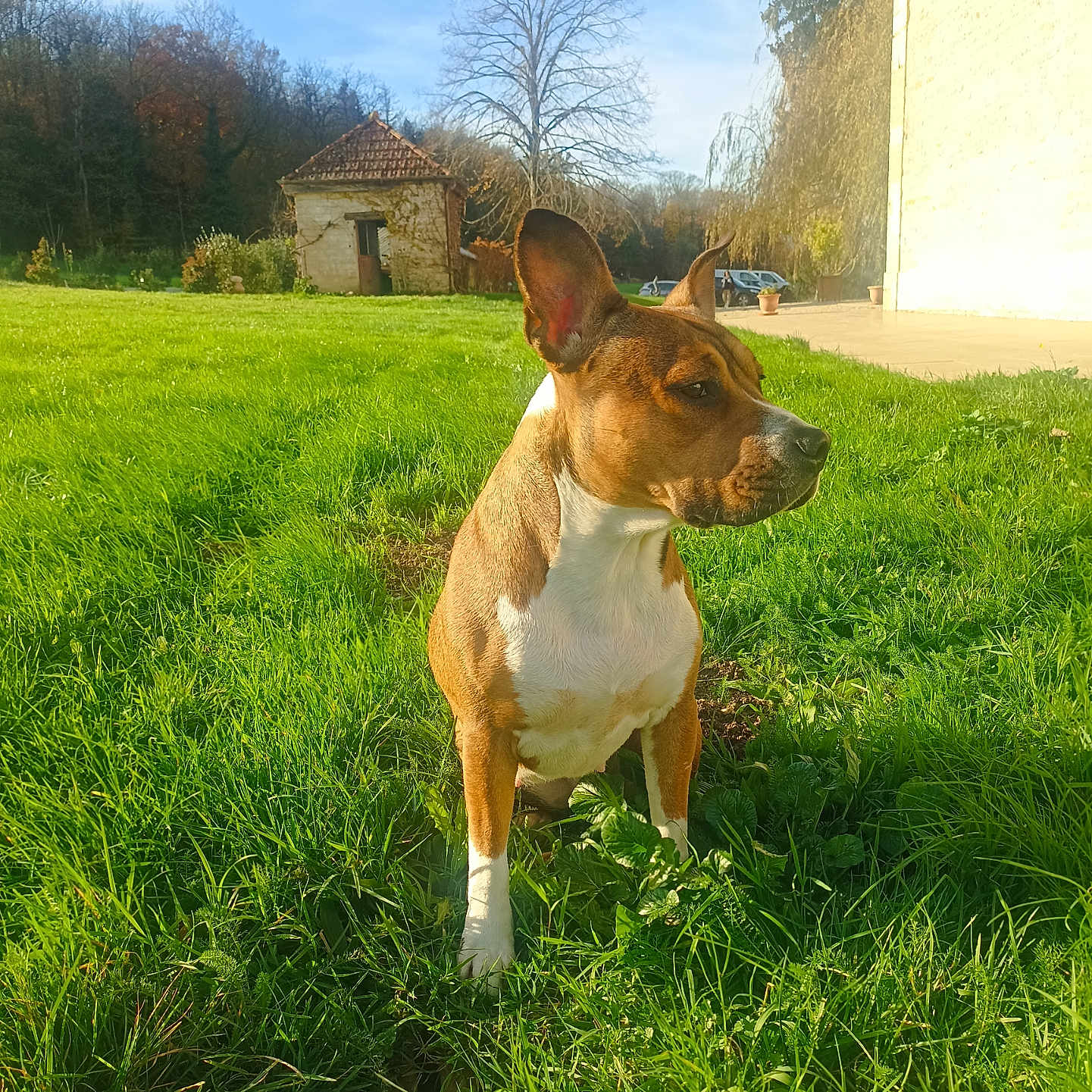 Lily a rejoint le concours — aidez-le/la à gagner de superbes lots ! animal, architecture, building, canine, car, countryside, dog, field, grass, grassland, hound, lawn, meadow, nature, outdoors, pet, plant, shelter, transportation, vehicle