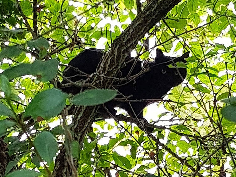Satine participe au concours pour gagner de l'argent avec cette photo : branch, jungle, leaf, plant, rainforest, tree, twig, wildlife
