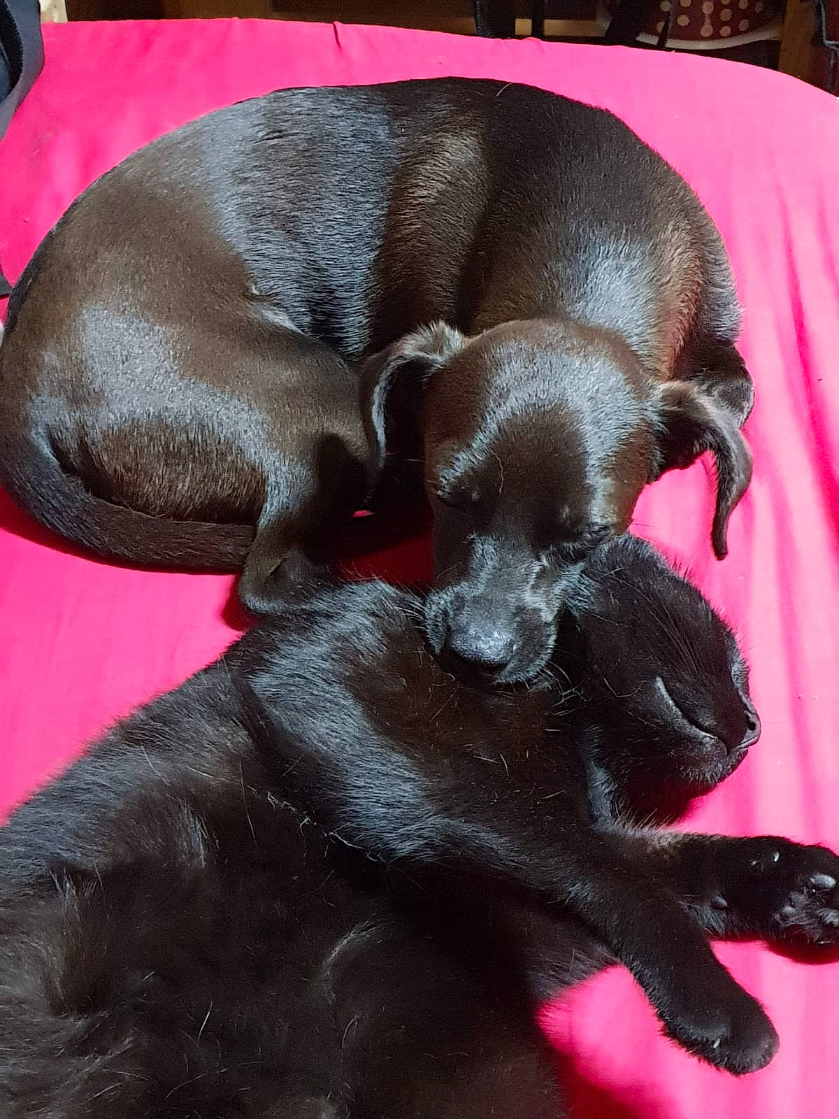 Satine participe au concours pour gagner de l'argent avec cette photo : beagador, canidae, carnivore, dog, dog_breed, fawn, liver, patterdale_terrier, puppy, snout, sporting_group