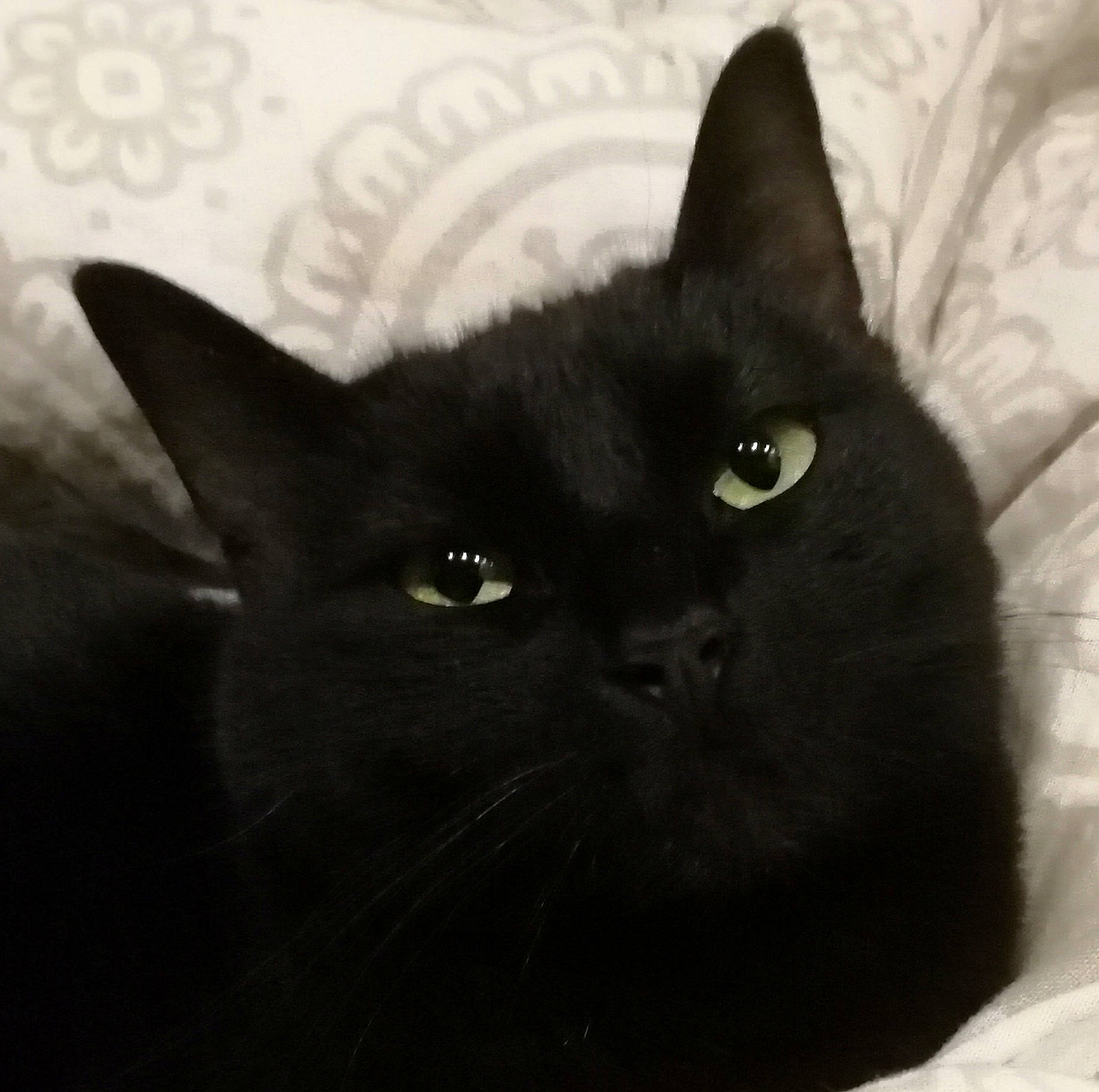 Satine participe au concours pour gagner de l'argent avec cette photo : asian, black, black_and_white, black_cat, bombay, british_shorthair, burmese, carnivore, cat, domestic_short_haired_cat, ear, eye, felidae, korat, mammal, small_to_medium_sized_cats, snout, vertebrate, whiskers