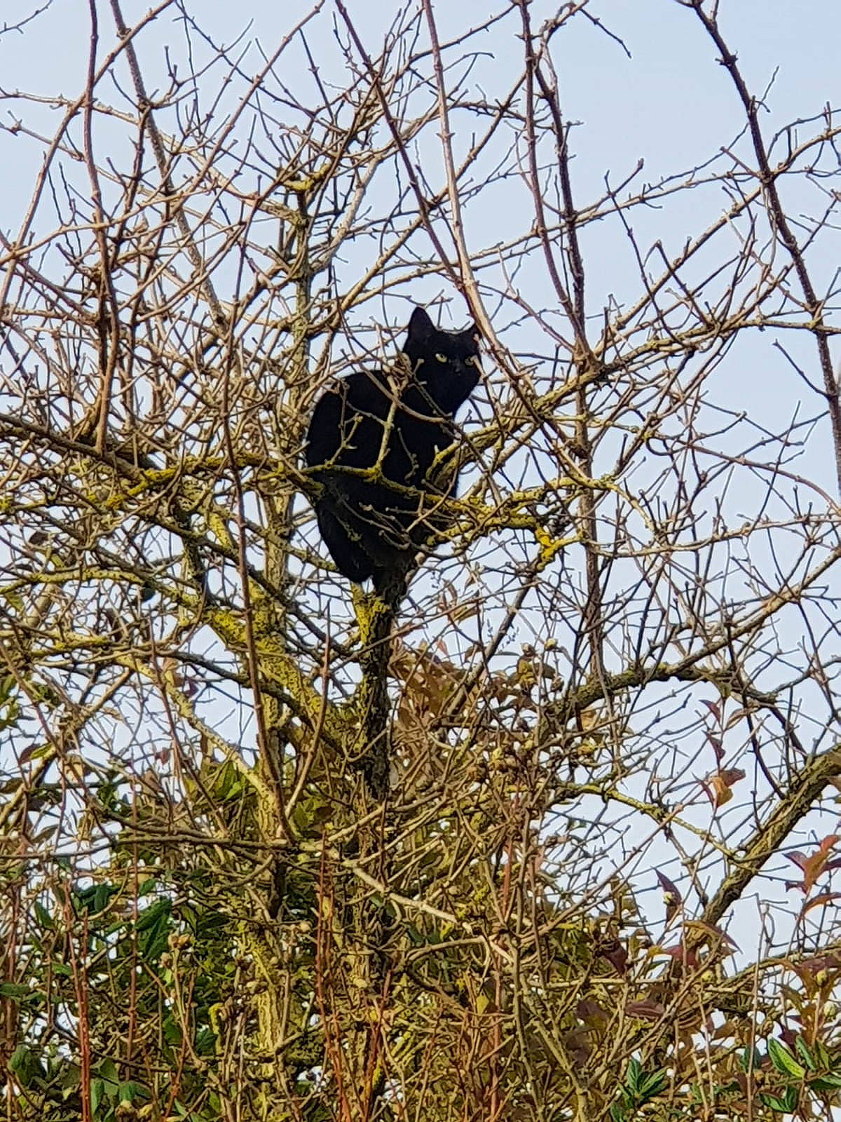 Satine participe au concours pour gagner de l'argent avec cette photo : branch, plant, tree, twig