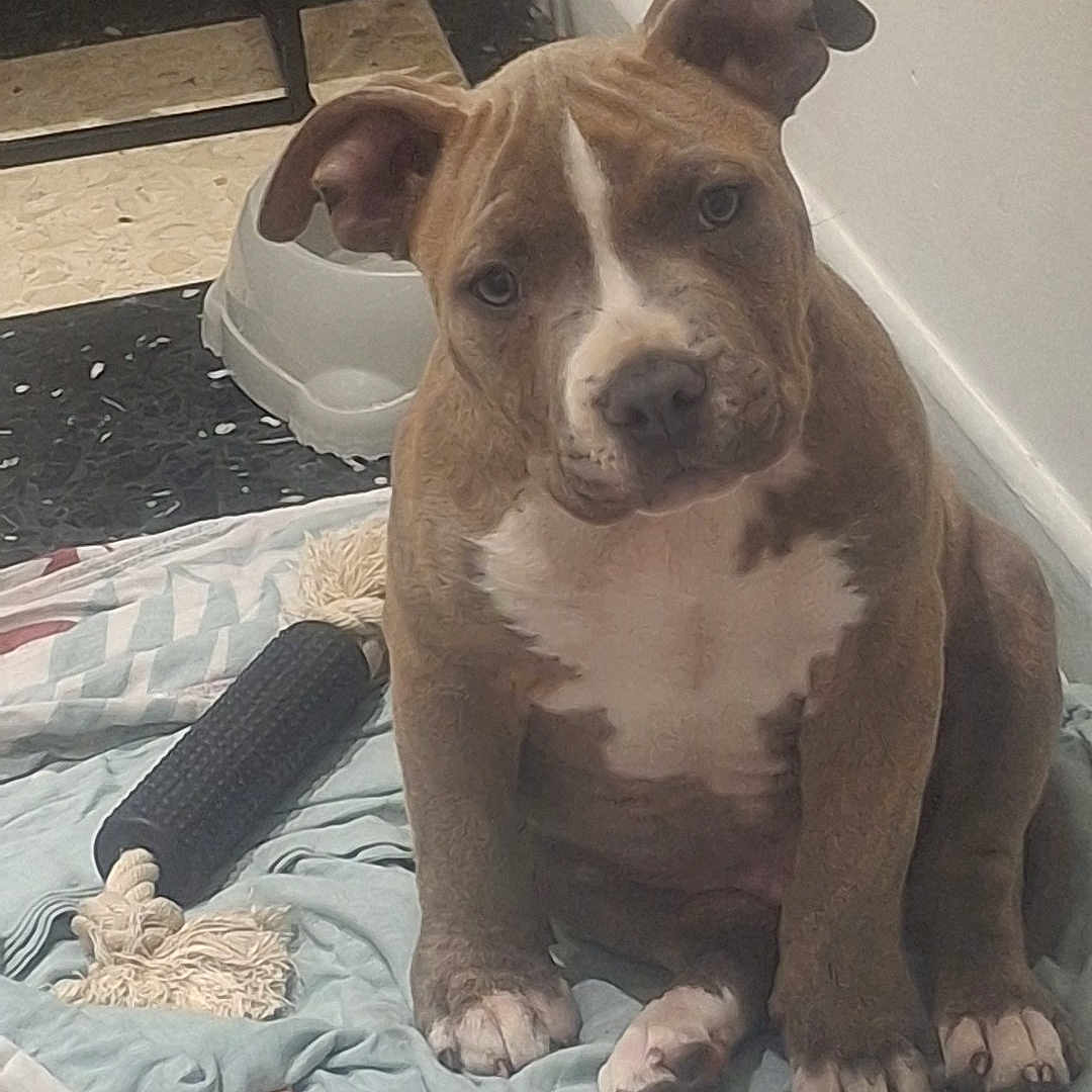 Broly a rejoint le concours — aidez-le/la à gagner de superbes lots ! animal, blanket, brown, closeup, cute, dog, domestic, ear, floor, indoor, looking, nose, paw, pet, puppy, sitting, toy, wall, white, young
