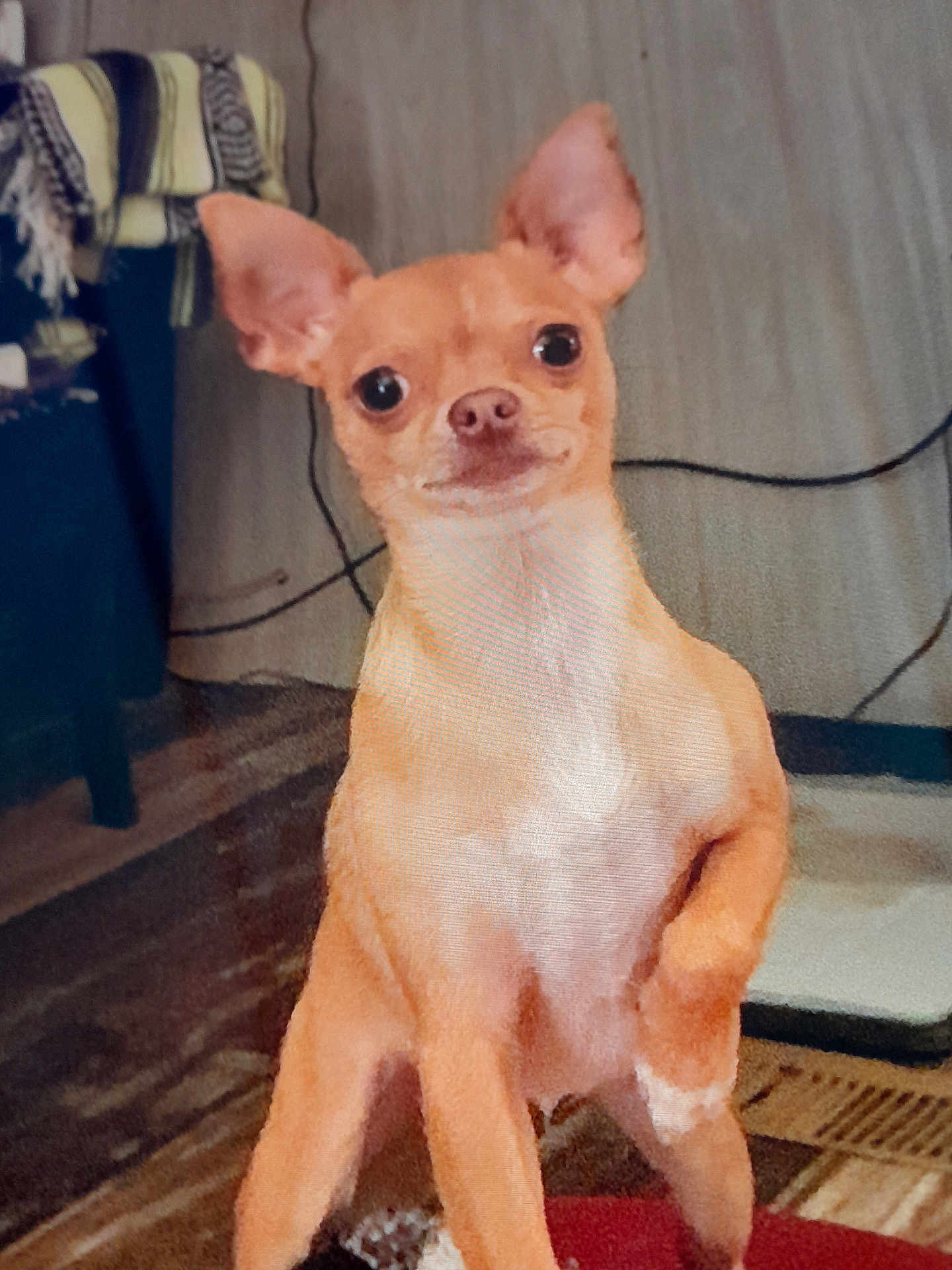 Bella