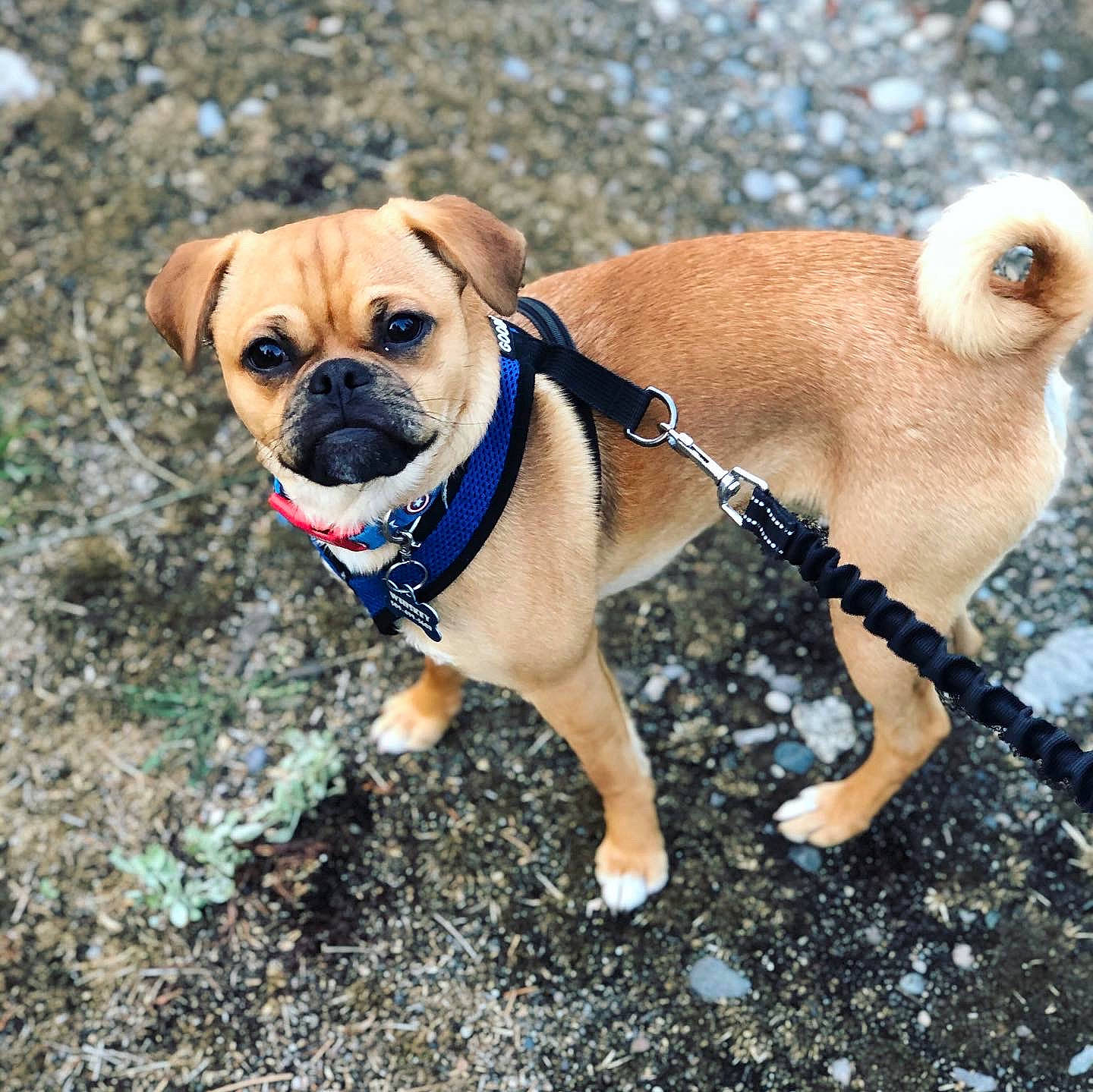 Whiskey is registered to the contest to win money with this photo: adventure, ancient_dog_breeds, canidae, carnivore, collar, companion_dog, dog, dog_breed, dog_collar, dog_walking, fawn, leash, mammal, pug, puggle, puppy, rare_breed_dog, snout, sporting_group, toy_dog