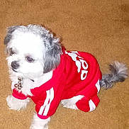 Oreo joined the competition — help win amazing prizes! dog, puppy, pet, red_hoodie, clothing, carpet, indoor, small_dog, fur, tail, cute, animal, domestic_animal, adorable, sitting, looking_away, white_fur, gray_fur, collar, fashion