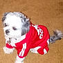 dog, puppy, pet, red_hoodie, clothing, carpet, indoor, small_dog, fur, tail, cute, animal, domestic_animal, adorable, sitting, looking_away, white_fur, gray_fur, collar, fashion