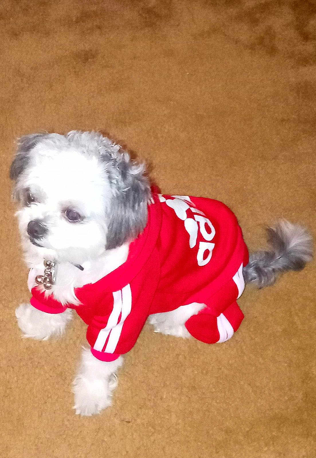 Oreo joined the competition — help win amazing prizes! dog, puppy, pet, red_hoodie, clothing, carpet, indoor, small_dog, fur, tail, cute, animal, domestic_animal, adorable, sitting, looking_away, white_fur, gray_fur, collar, fashion