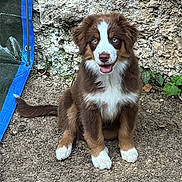 Boomy participe au concours pour gagner de l'argent avec cette photo : puppy, dog, brown, white, blue_eyes, sitting, outdoor, stone_wall, gravel, happy, cute, pet, animal, fur, tail, ears, young_dog, nature, playful, canine