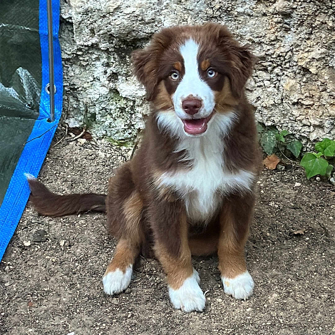 Boomy participe au concours pour gagner de l'argent avec cette photo : puppy, dog, brown, white, blue_eyes, sitting, outdoor, stone_wall, gravel, happy, cute, pet, animal, fur, tail, ears, young_dog, nature, playful, canine
