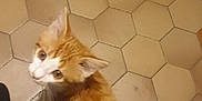 Aïka a rejoint le concours — aidez-le/la à gagner de superbes lots ! animal, cat, curious, domestic_animal, feline, floor, hexagonal_tiles, indoor, jeans, kitten, looking_up, orange_cat, person, pet, shoes, tail, tile_floor, whiskers, white_cat, young_cat