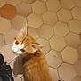 cat, kitten, orange_cat, white_cat, floor, tile_floor, hexagonal_tiles, looking_up, pet, domestic_animal, curious, young_cat, indoor, animal, feline, whiskers, tail, person, jeans, shoes