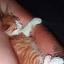 kitten, orange_cat, white_paws, sleeping, tattoo, arm, pet, animal, fur, close_up, resting, domestic_cat, cute, cozy, indoor, peaceful, snuggling, soft, warmth, companion