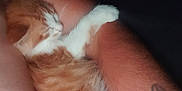 Aïka participe au concours pour gagner de l'argent avec cette photo : kitten, cat, sleeping, orange_fur, white_paws, tattoo, arm, cozy, pet, animal, resting, feline, closeup, indoor, soft_fur, cute, paw, relaxation, dark_background, human