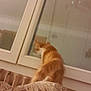 cat, orange_cat, cushion, pattern, window, glass, indoor, pet, feline, looking_out, blur, soft_lighting, home, furniture, animal, curious, back_view, domestic, cozy, resting_place