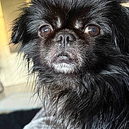 T Choupie a rejoint le concours — aidez-le/la à gagner de superbes lots ! dog, black_fur, close_up, pet, animal, indoor, fur, face, eyes, nose, whiskers, cute, small_dog, portrait, scruffy, watchful, natural_light, furry, companion, domestic_animal