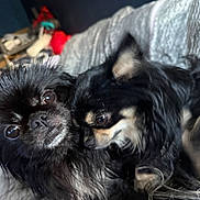 Trésor participe au concours pour gagner de l'argent avec cette photo : dog, black_dog, pet, cute, snuggling, close_up, indoor, blanket, furry, small_dog, companion, animal, cozy, fur, two_dogs, resting, cute_pets, domestic, friendship, portrait