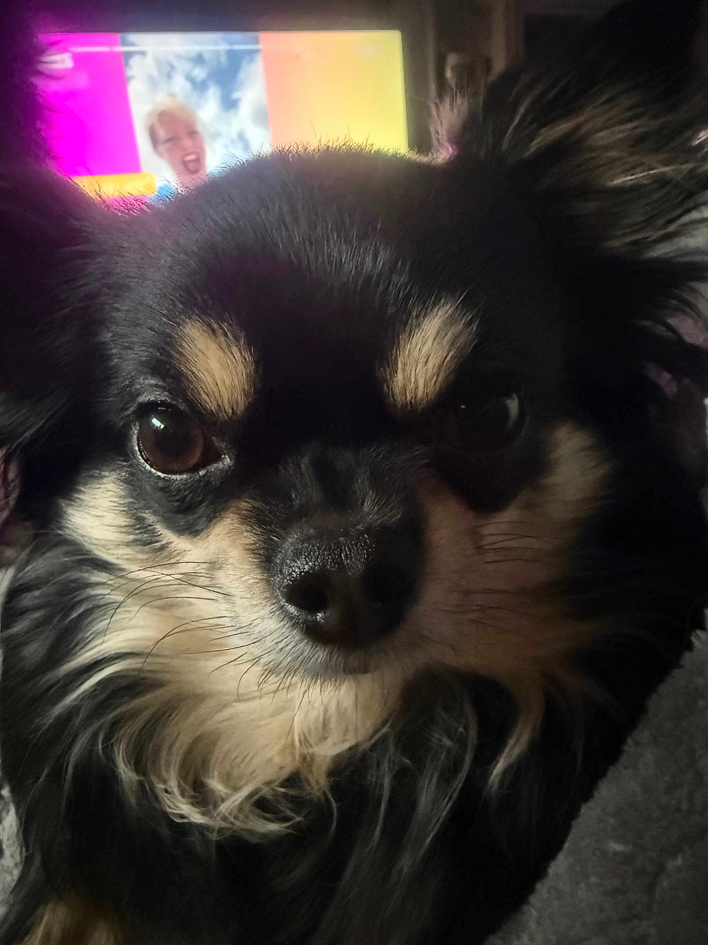 Trésor a rejoint le concours — aidez-le/la à gagner de superbes lots ! dog, close_up, black_fur, tan_fur, fluffy, pet, animal, face, nose, whiskers, ears, eyes, portrait, indoor, blurred_background, screen, person, smile, colorful, soft_light