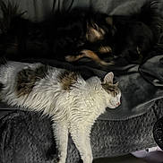 Boubouille a rejoint le concours — aidez-le/la à gagner de superbes lots ! cat, dog, blanket, sleeping, furry, pet, gray, white, brown, indoor, cozy, relaxed, fur, animal, resting, domestic, soft, quiet, companion, couch