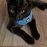 animal, black_cat, blue_harness, cat, close_up, cute, feline, golden_eyes, home, indoor, kitten, lying_down, pet, pointed_ears, portrait, relaxed, shiny_fur, stretched_out, whiskers, wooden_floor