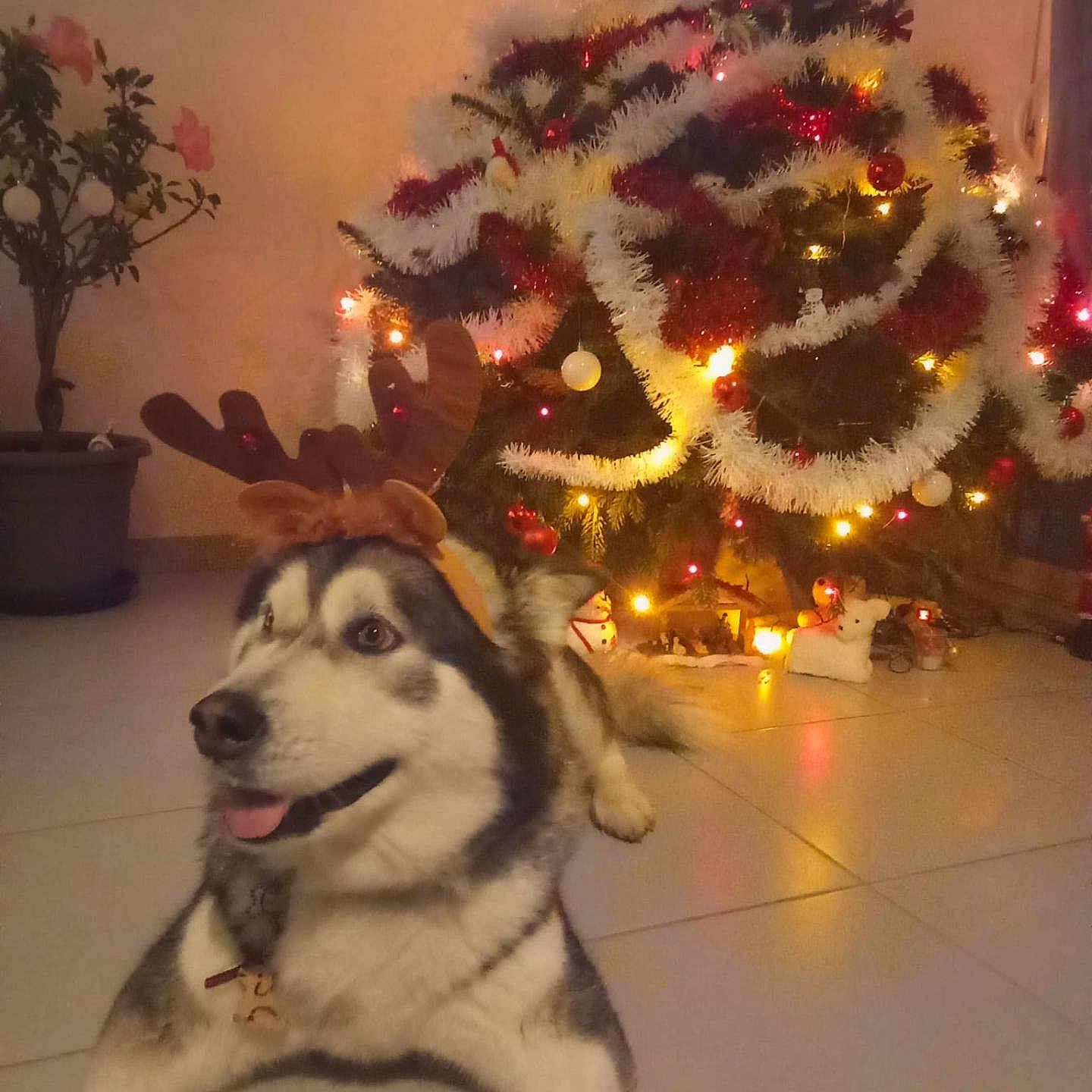 Reika participe au concours pour gagner de l'argent avec cette photo : animal, canine, dog, eskimodog, face, festival, head, herbal, herbs, hound, husky, lighting, person, pet, photography, plant, portrait, pottedplant, puppy, tree