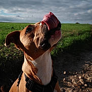Kira participe au concours pour gagner de l'argent avec cette photo : dog, tongue, outdoor, grass, sky, cloudy, brown_dog, black_harness, pet, animal, happy, nature, canine, muzzle, closeup, sunlight, playful, field, earth, daytime