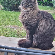 Nitro participe au concours pour gagner de l'argent avec cette photo : cat, tabby, fluffy, outdoor, greenery, bush, grass, pet, animal, feline, sitting, fur, nature, garden, portrait, whiskers, ears, tail, stone, ledges