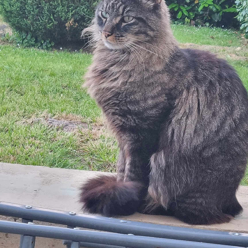 Nitro participe au concours pour gagner de l'argent avec cette photo : animal, bush, cat, ears, feline, fluffy, fur, garden, grass, greenery, ledges, nature, outdoor, pet, portrait, sitting, stone, tabby, tail, whiskers