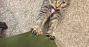 Treasure is registered to the contest to win money with this photo: animal, carpet, cat, claws, curious, cute, domestic_cat, ears, feline, green_fabric, indoor, looking_up, paws, pet, playful, stretching, striped, tabby_cat, tail, whiskers